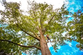 Best Tree Risk Assessment  in Albion, IN