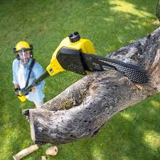 Best Lawn Maintenance Plans  in Albion, IN